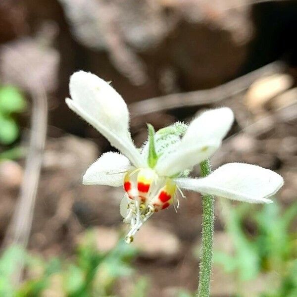 Blumenbachia insignis Çiçek