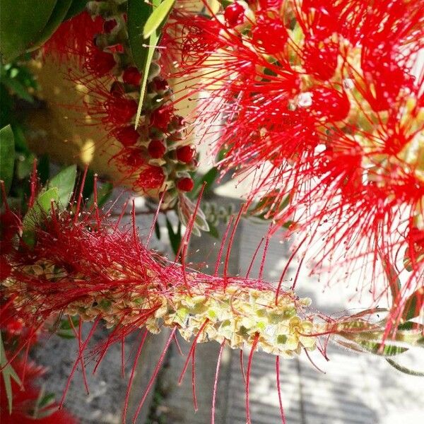 Callistemon citrinus Flor