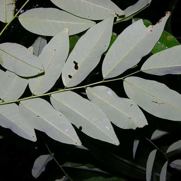 Dalbergia melanocardium Folio