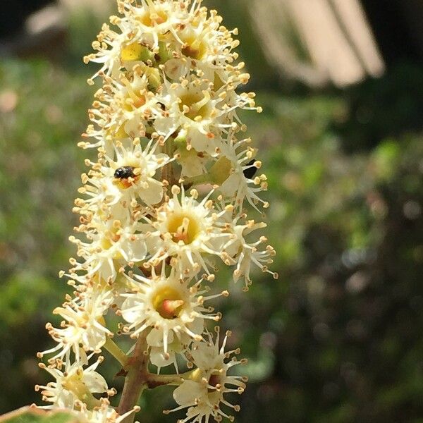 Prunus ilicifolia Bloem