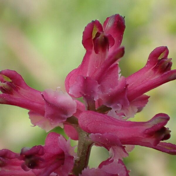 Fumaria densiflora Flower