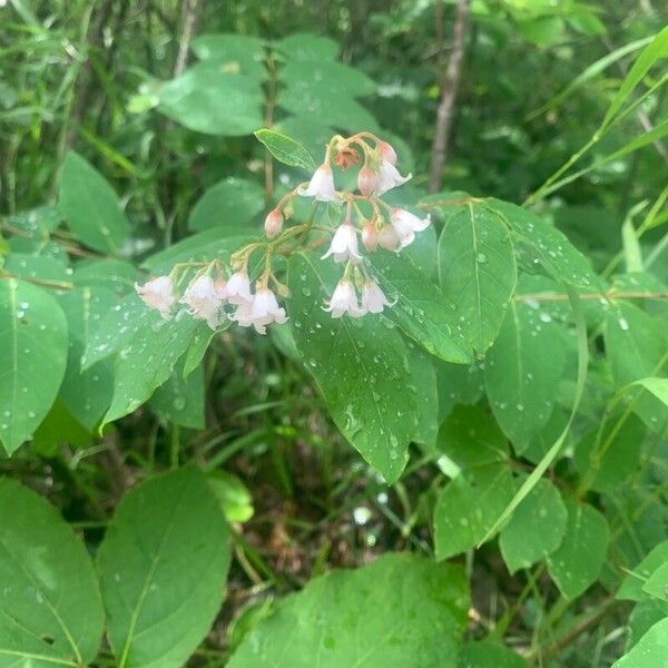 Apocynum androsaemifolium Flower