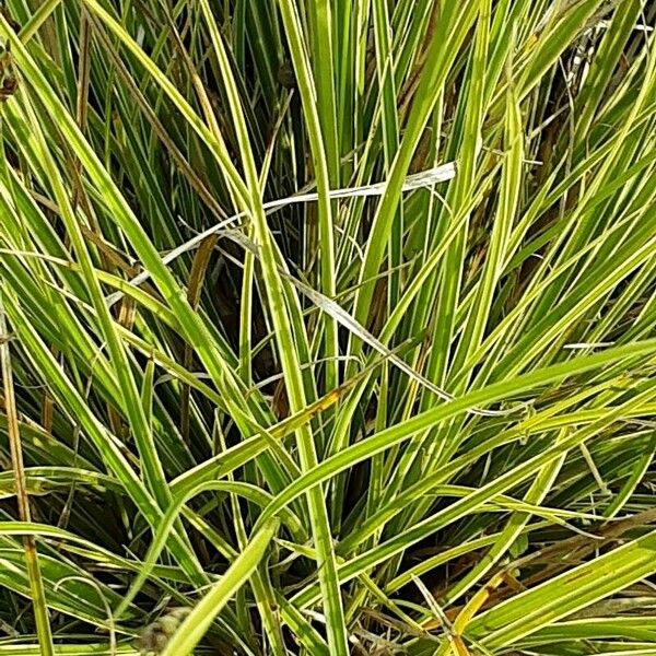 Carex brunnescens Foglia