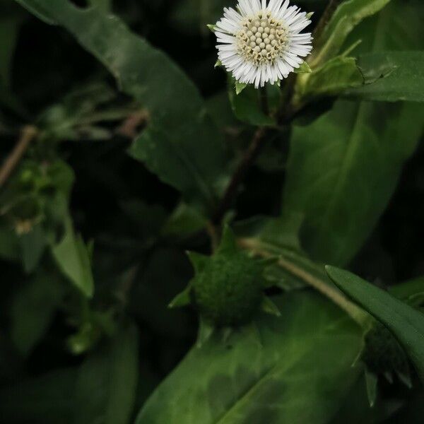 Eclipta prostrata Flower