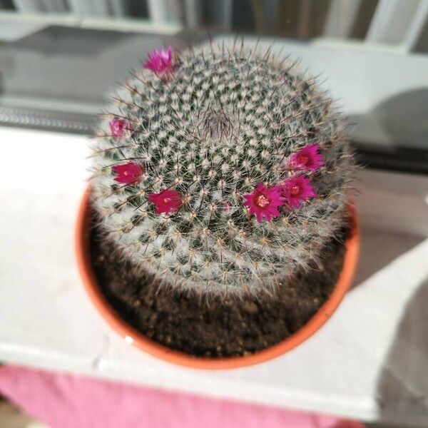 Mammillaria hahniana Flor