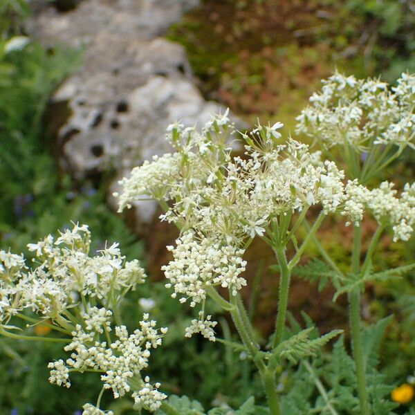 Myrrhis odorata Çiçek