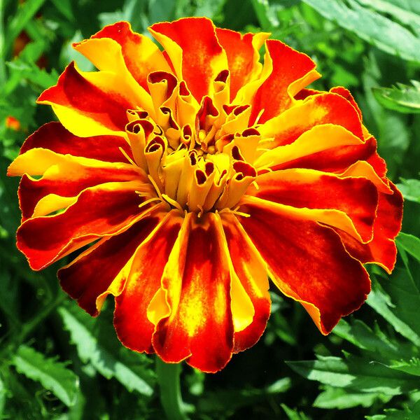 Tagetes erecta Virág