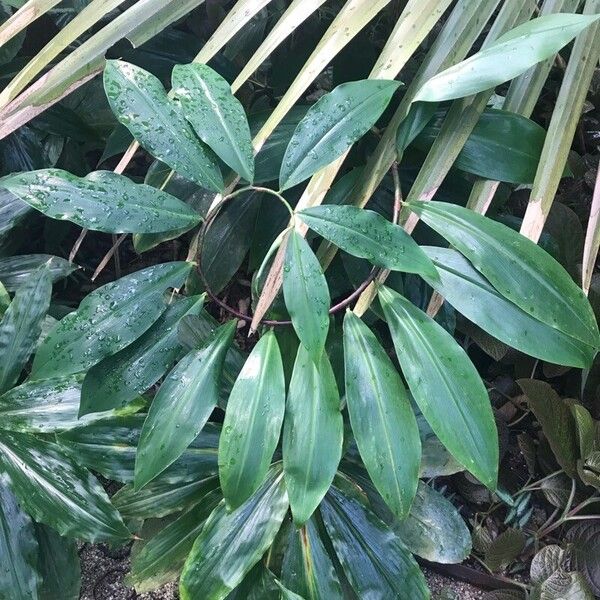 Costus dubius Leaf