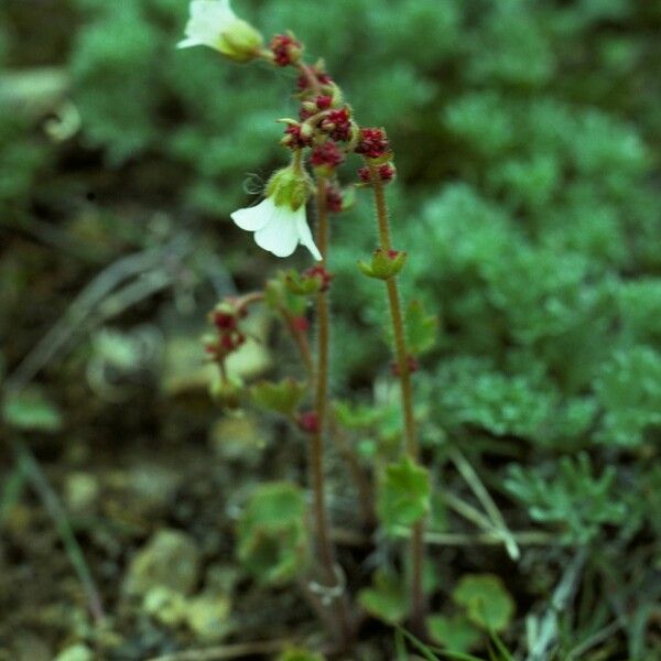 Saxifraga cernua عادت