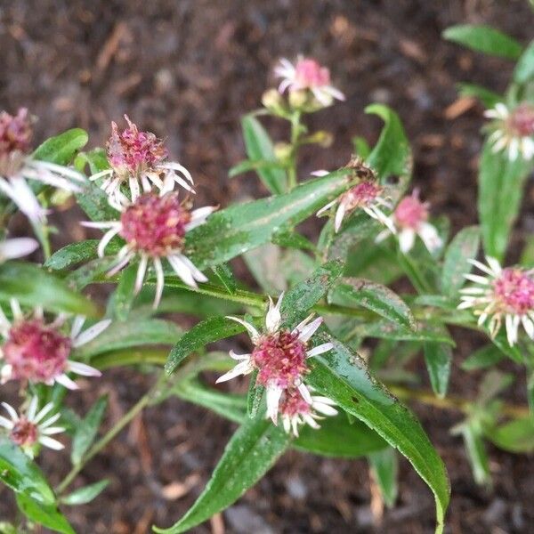 Symphyotrichum lateriflorum 花