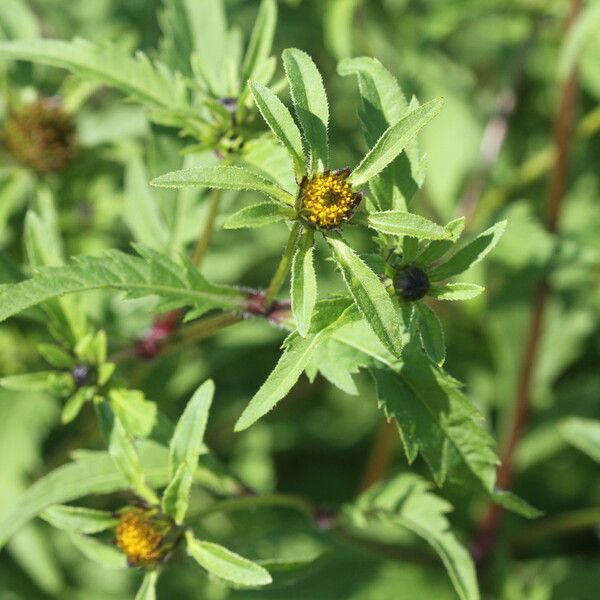 Bidens tripartita Λουλούδι