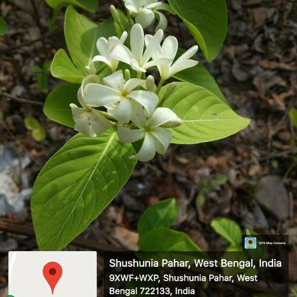 Holarrhena pubescens Flower