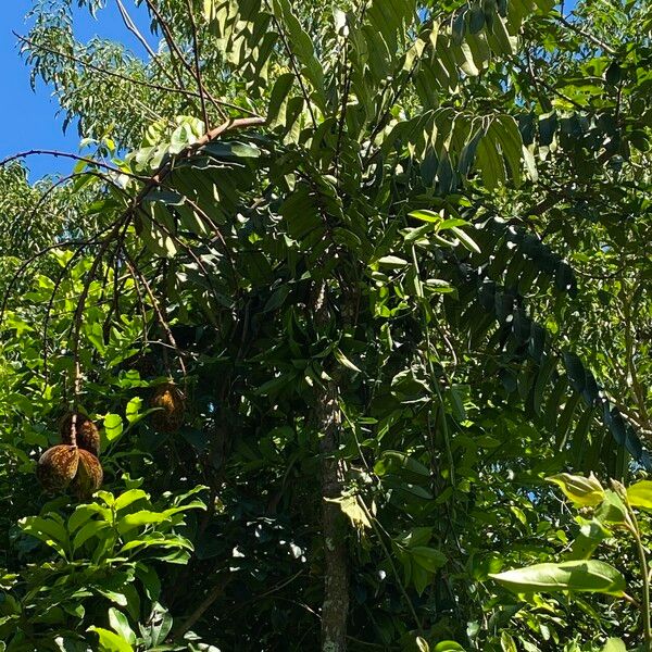 Homalolepis cedron Fruit