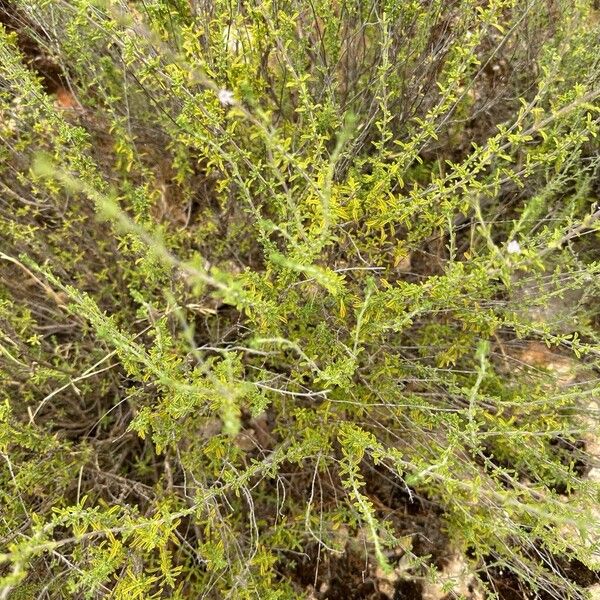 Satureja cuneifolia Habit