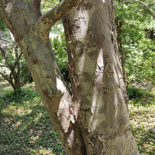 Afrocarpus falcatus Bark