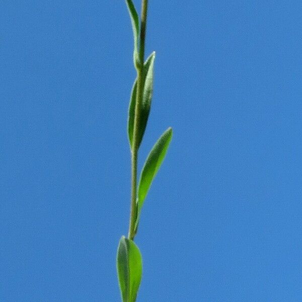 Aster amellus Flor