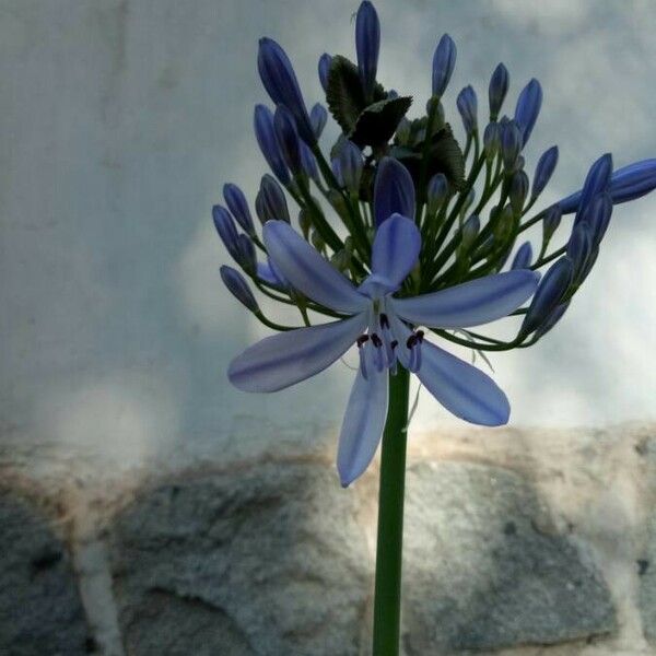Agapanthus praecox Kwiat