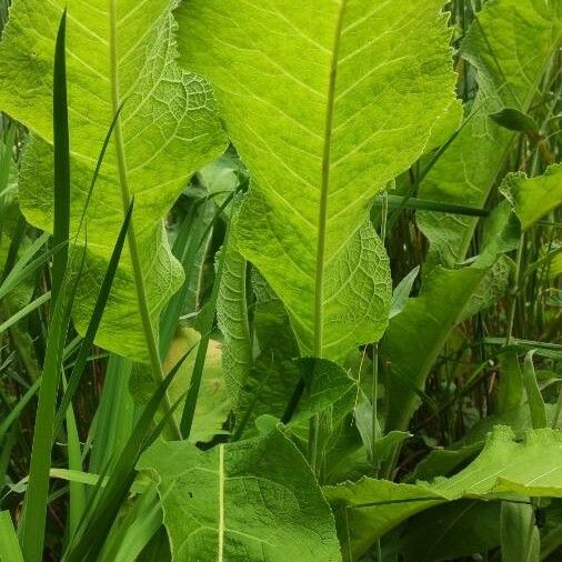 Inula helenium ᱥᱟᱠᱟᱢ