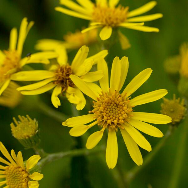 Jacobaea paludosa Fleur