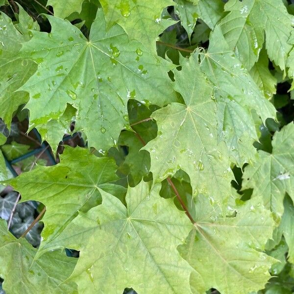 Acer platanoides Leaf