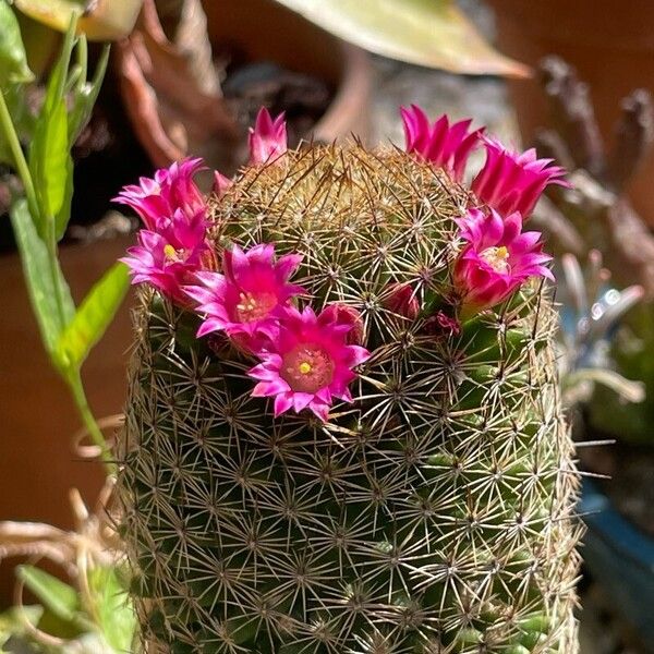 Mammillaria matudae Flower