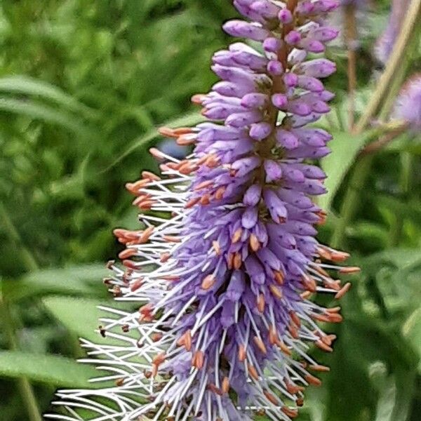 Veronicastrum virginicum Blüte