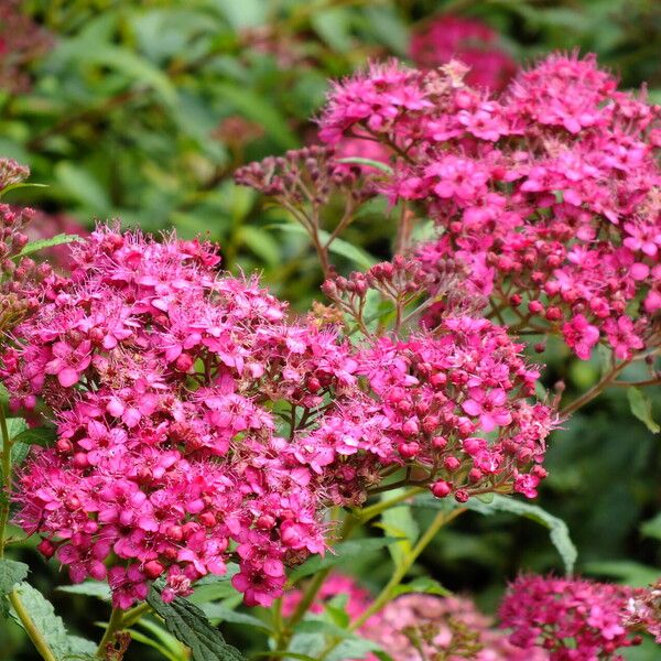 Spiraea japonica Blüte