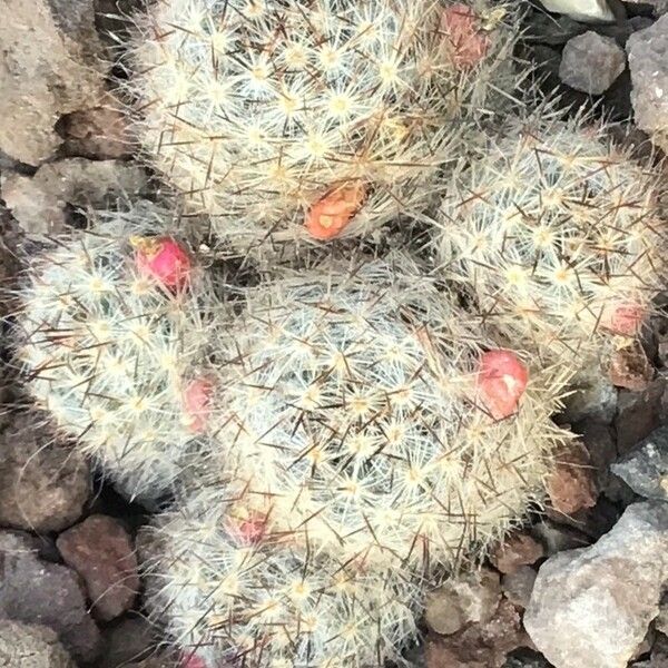 Mammillaria prolifera Blad