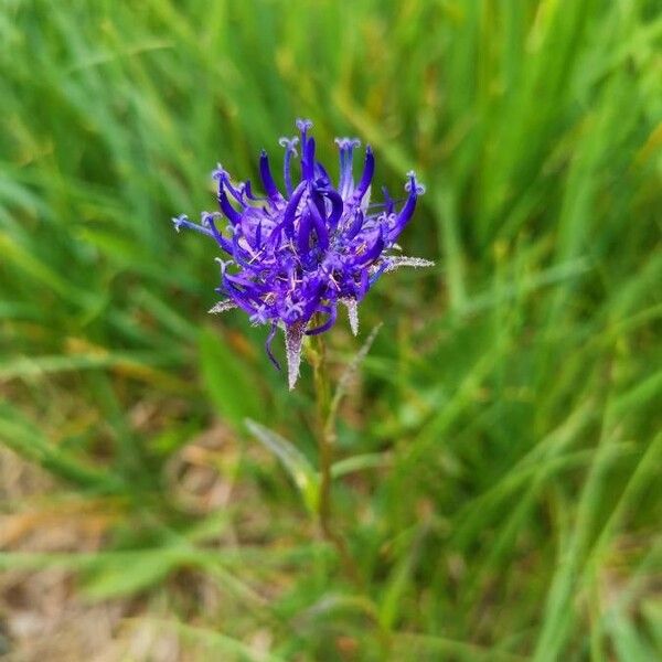 Phyteuma hemisphaericum Fiore