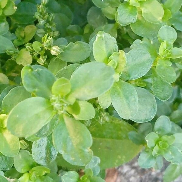 Polycarpon tetraphyllum Leaf