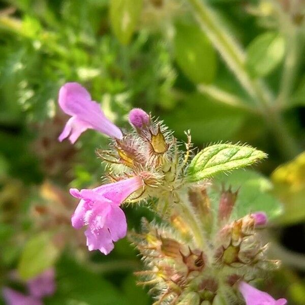 Clinopodium vulgare 花