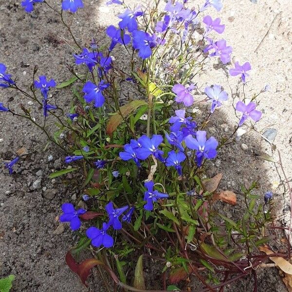 Lobelia erinus عادت داشتن