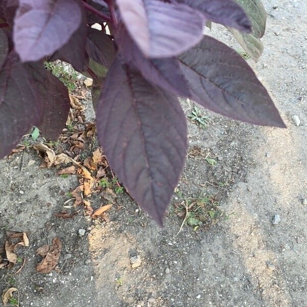 Amaranthus cruentus 葉