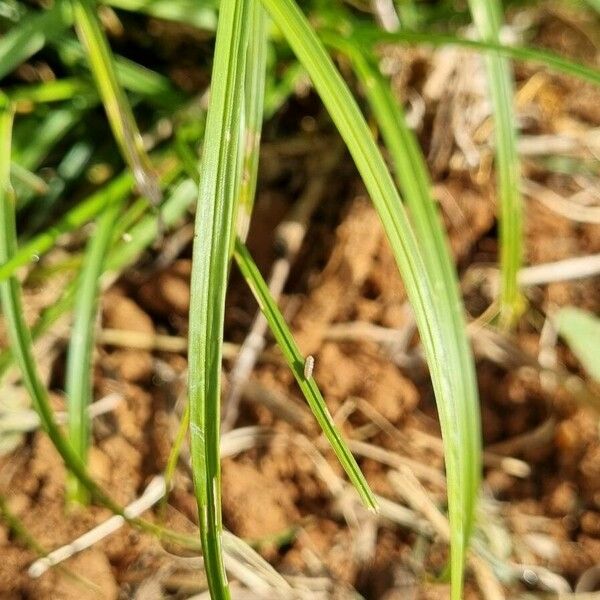 Carex halleriana Liść