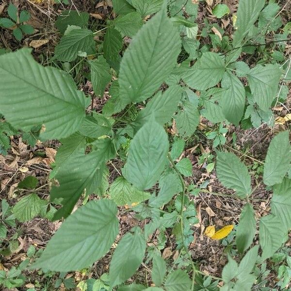 Rubus canadensis Blad