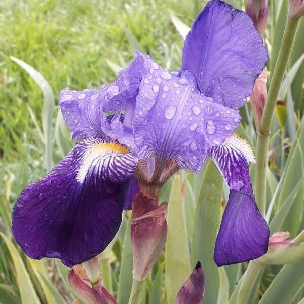 Iris lutescens Blomst