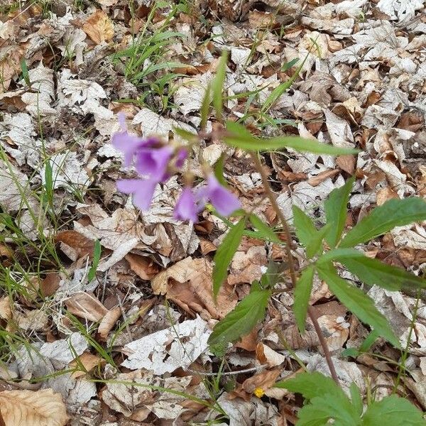 Lathyrus vernus Flors