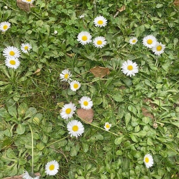 Bellis annua Flors