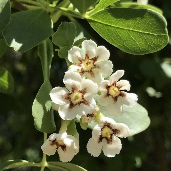 Schrebera alata Blüte