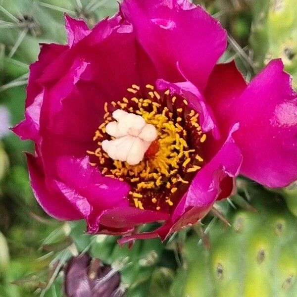 Cylindropuntia imbricata Flower