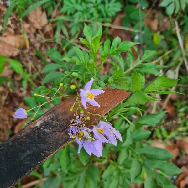 Solanum seaforthianum Flower