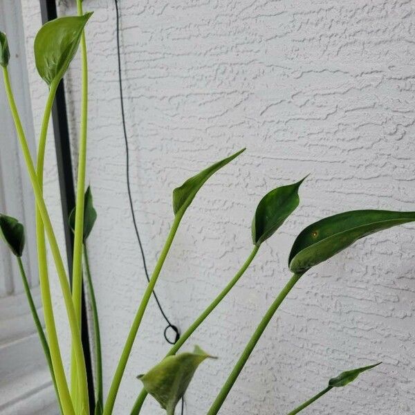 Alocasia cucullata Outro