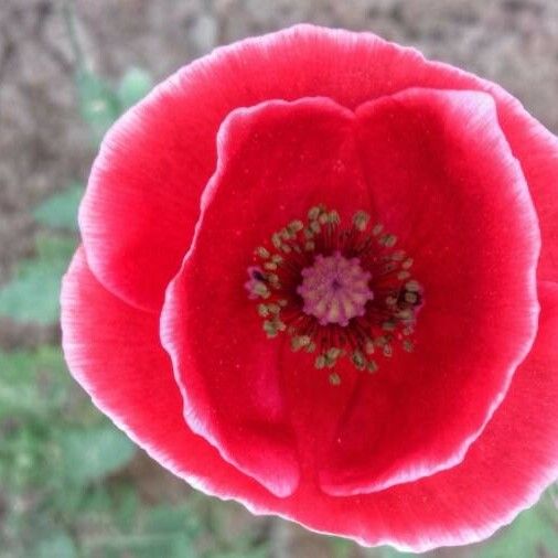 Papaver somniferum Flor