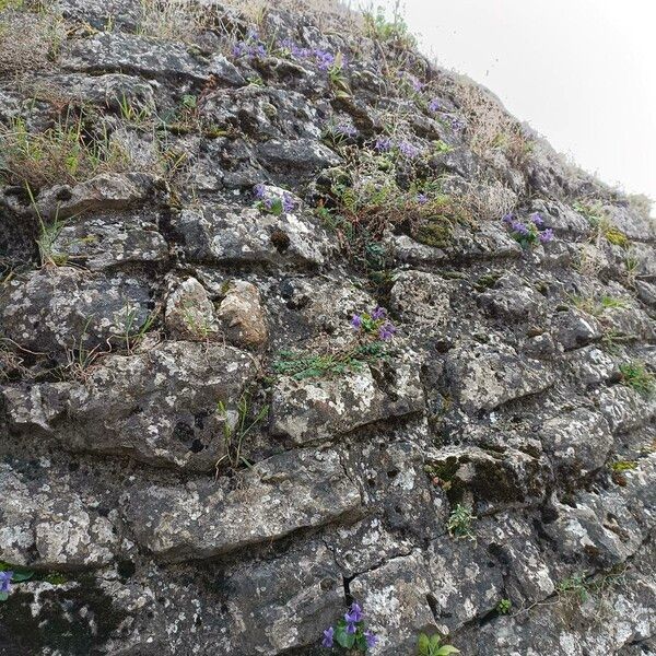 Viola odorata موطن