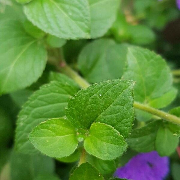 Ageratum houstonianum Leaf