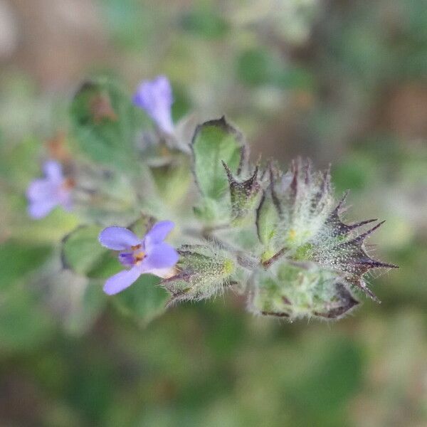 Mesosphaerum suaveolens Bloem