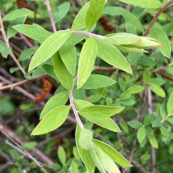 Spiraea hypericifolia Leaf