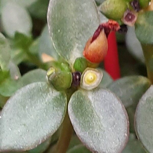 Portulaca umbraticola Leaf