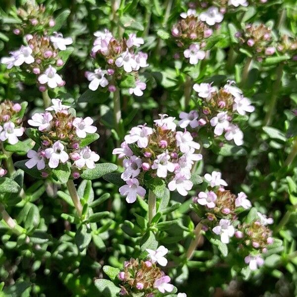 Thymus vulgaris 花