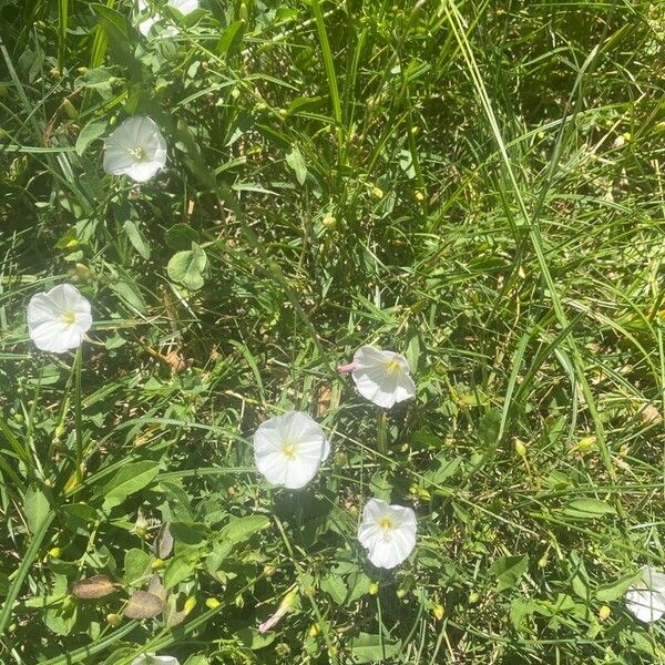 Convolvulus arvensis Цвят